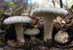 Amanita magniverrucata - Fungi Species